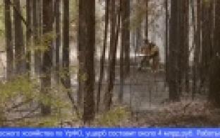 Более ста лет потребуется для восстановления сгоревших на Среднем Урале лесов