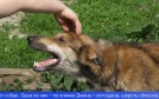 Жители Хрустальной жалуются на лай собак