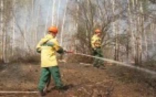 Тысячи добровольцев оказывают помощь в тушении лесных пожаров