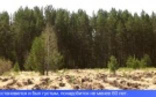 В микрорайоне Шайтанка высаживают сосны