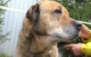 Ищу тебя, хозяин