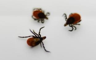 2 783 свердловчанина укусили клещи с начала сезона