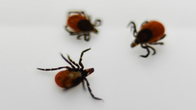 2 783 свердловчанина укусили клещи с начала сезона