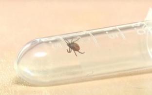 62 первоуральца пострадали от укусов клещей