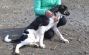 Ищу тебя, хозяин