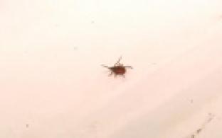 Клещи покусали уже 16 жителей Первоуральска