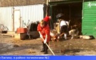 Эковолонтёры собрались, чтобы провести уборку в приюте для бездомных животных