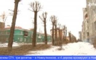 В Первоуральске начались работы по кронированию деревьев