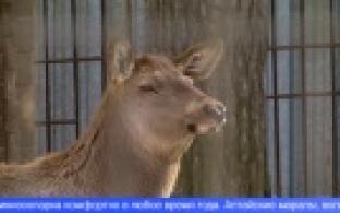 В первоуральском минизоопарке наступила настоящая весна