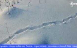 В Свердловской области завершились зимние маршрутные учёты животных по следам