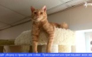 Эковолонтёры провели мастер-класс по пошиву лежанок для питомцев