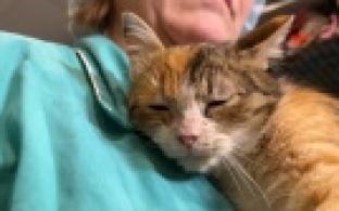 Ищу тебя, хозяин