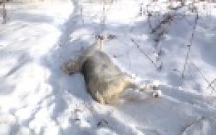 Жители Ельничного обнаружили тело убитой собаки