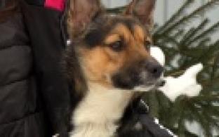 Ищу тебя, хозяин