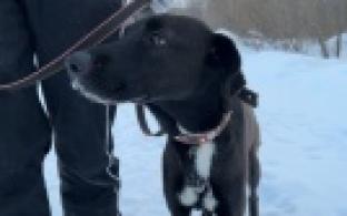 Ищу тебя, хозяин