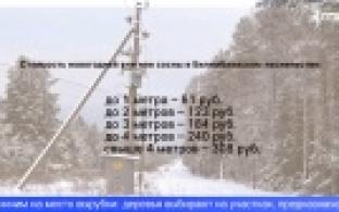 В Билимбаевском лесничестве началась продажа елей и сосен к Новому году