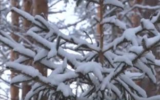 В Первоуральске стартует продажа новогодних ёлок