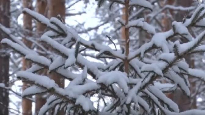 В Первоуральске стартует продажа новогодних ёлок