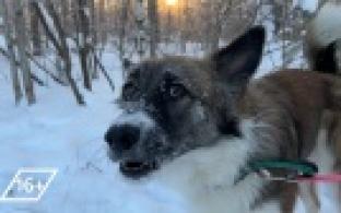 Ищу тебя, хозяин