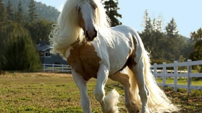 Документальный сериал "Планета лошадей"