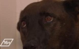 Ищу тебя, хозяин