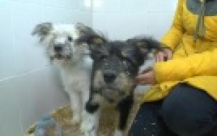 Ищу тебя, хозяин