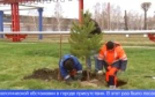 47 новых деревьев высадили в Первоуральске
