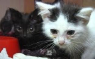 Ищу тебя, хозяин