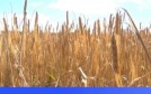 Уральские аграрии дополнительно получат более ста миллионов рублей