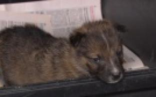 Ищу тебя, хозяин