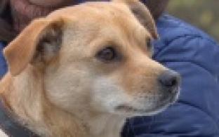 Ищу тебя, хозяин