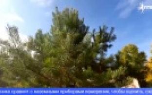 Уральские учёные исследуют лес с помощью беспилотников