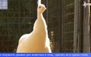 В первоуральском зоопарке появились королевские и лимонные фазаны