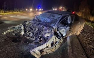 С начала года в регионе 3 человека погибли в ДТП с животными