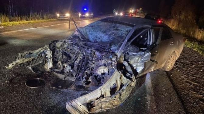 С начала года в регионе 3 человека погибли в ДТП с животными