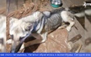 Сообщение о исхудавших собаках в бывшем питомнике всколыхнуло Первоуральск