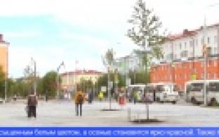 Больше сотни деревьев появится на центральной площади Первоуральска