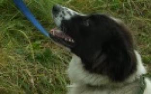 Ищу тебя, хозяин