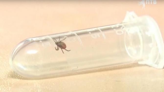 87 свердловчан пострадали от укусов клещей за минувшую неделю