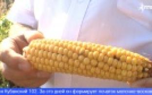 Учёные презентовали животноводам современные гибриды