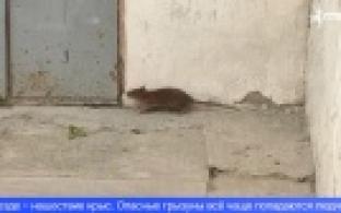 Жители многоэтажки на улице Ленина страдают от нашествия крыс