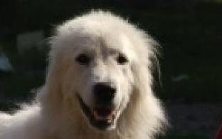 Ищу тебя, хозяин