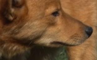 Ищу тебя, хозяин