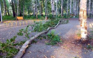 В Корабельной роще упало дерево на площадку