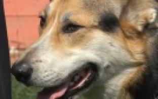 Ищу тебя, хозяин