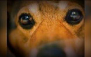 Ищу тебя, хозяин