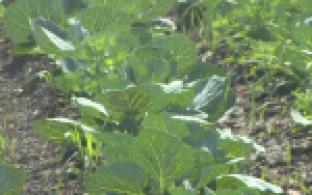 Евгений Куйвашев дополнительно выделил 11 млрд рублей на развитие уральского фермерства