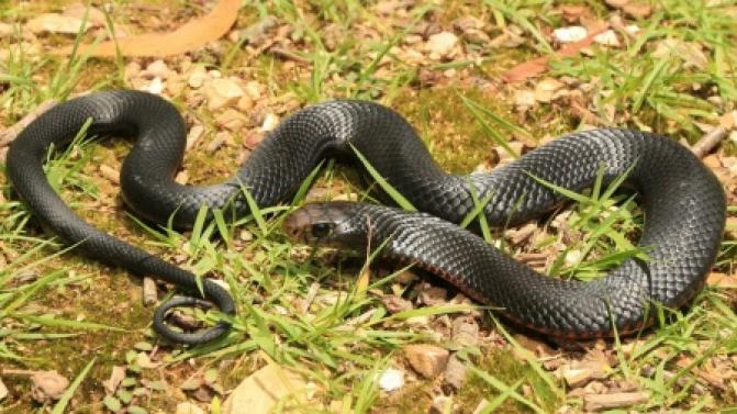 27 человек пострадали от укусов змей в Свердловской области