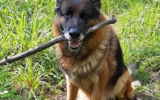 Немецкая овчарка Юнеско ищет хозяина