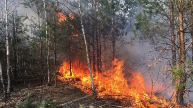 Лесной пожар потушили под Первоуральском